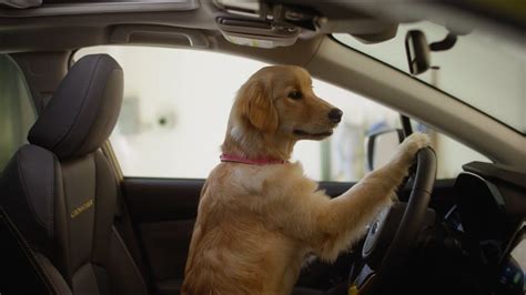 subaru dog tested drop off|subaru dog commercials.